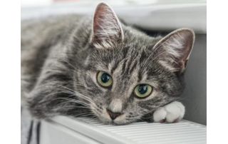 chat gris tigré sur un radiateur