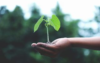plante dans une main